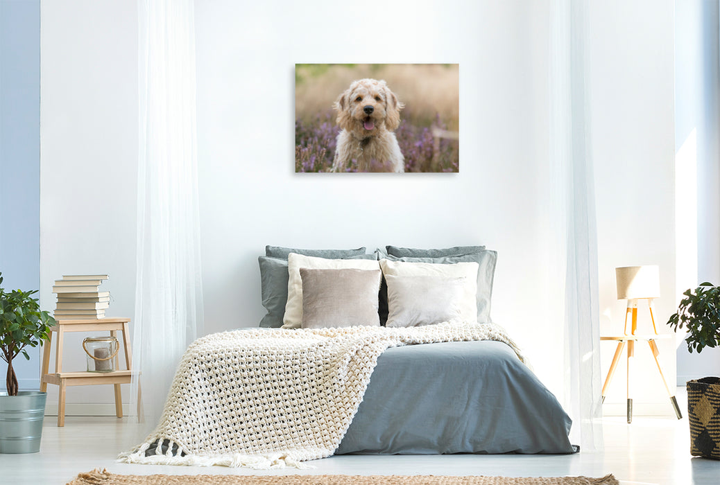 Premium Textil-Leinwand Premium Textil-Leinwand 120 cm x 80 cm quer Labradoodle Welpe