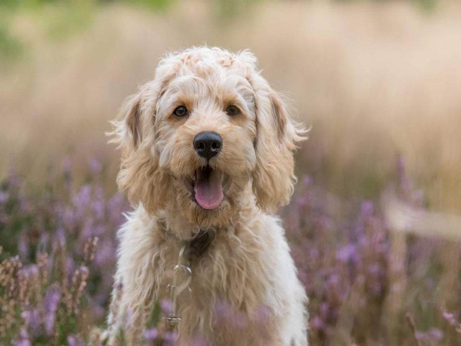 Labradoodle Welpe - CALVENDO Foto-Puzzle'