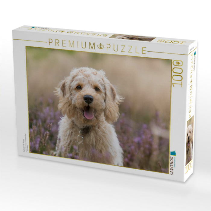 Labradoodle Welpe - CALVENDO Foto-Puzzle'