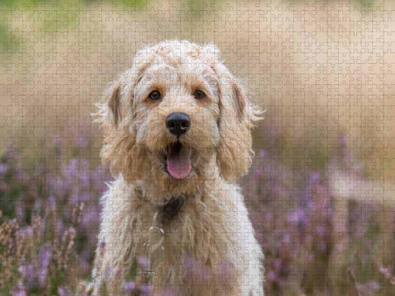Labradoodle Welpe - CALVENDO Foto-Puzzle'