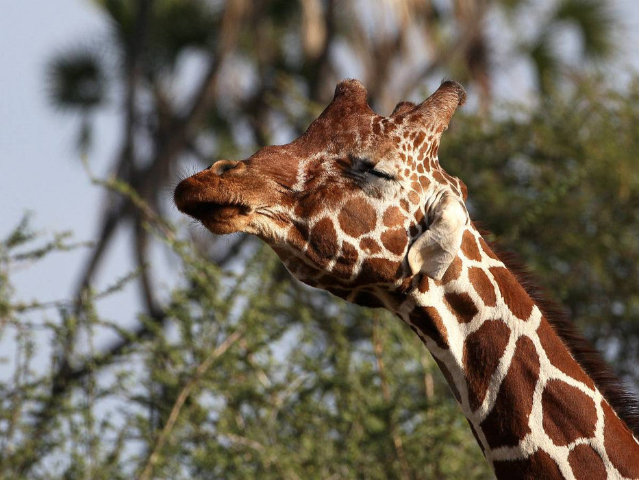 Giraffen – Kopfschütteln - CALVENDO Foto-Puzzle'