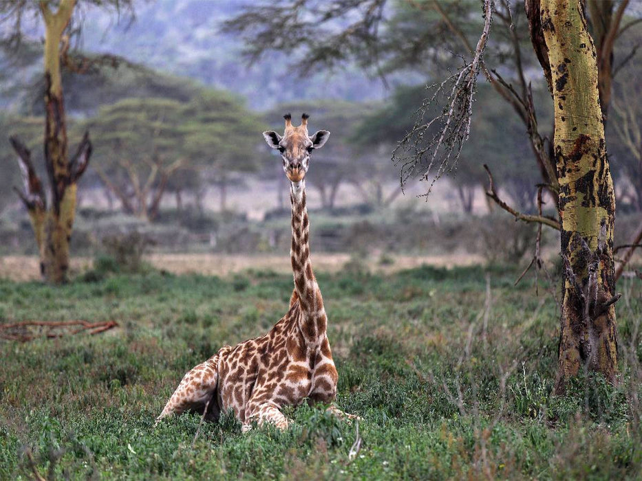 Giraffen – Mittagsruhe - CALVENDO Foto-Puzzle'