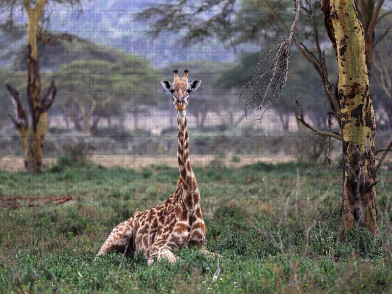 Giraffen – Mittagsruhe - CALVENDO Foto-Puzzle'