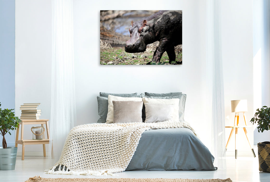 Toile textile premium Toile textile premium 120 cm x 80 cm paysage hippopotames - après le bain de boue 