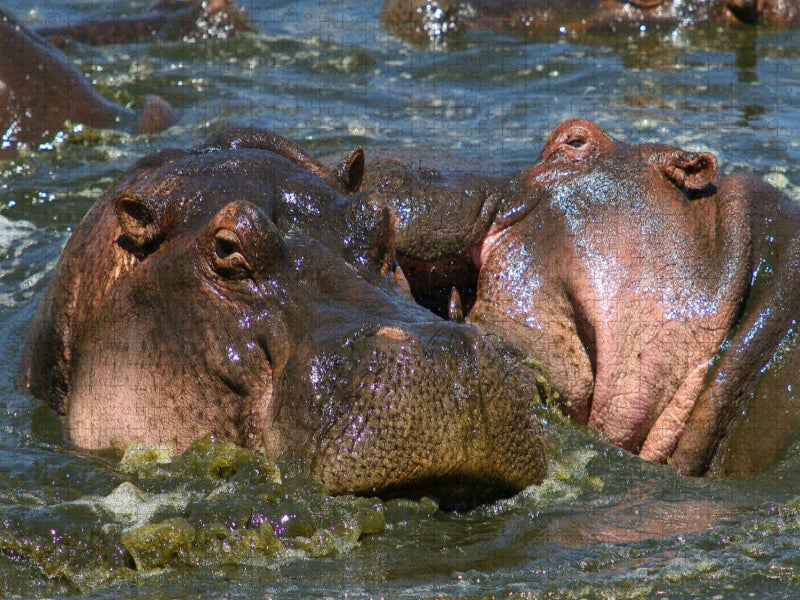 Flusspferde – Revierkampf - CALVENDO Foto-Puzzle'