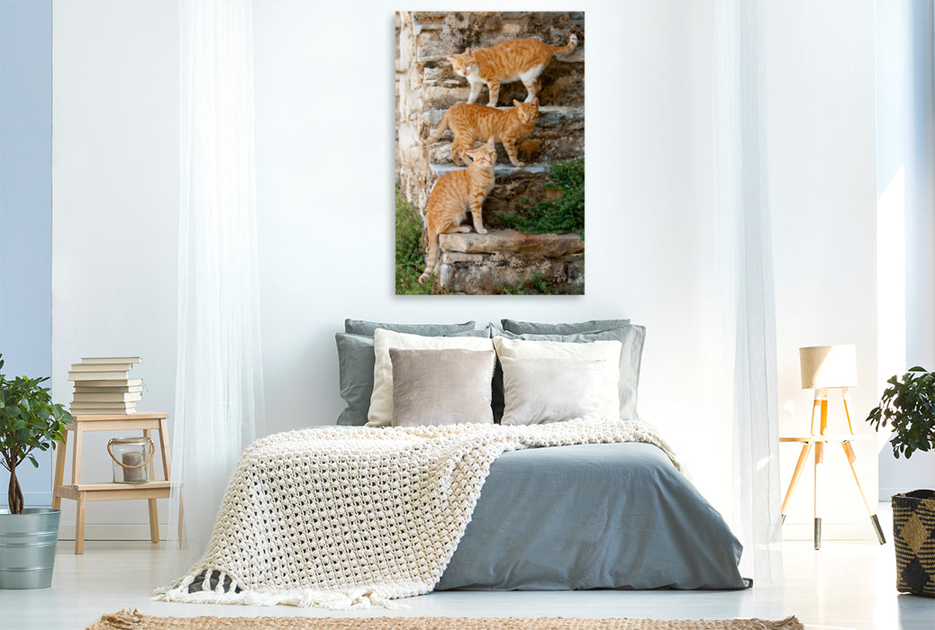 Premium Textil-Leinwand Premium Textil-Leinwand 80 cm x 120 cm  hoch Drei rotgetigerte Katzen auf einer Treppe