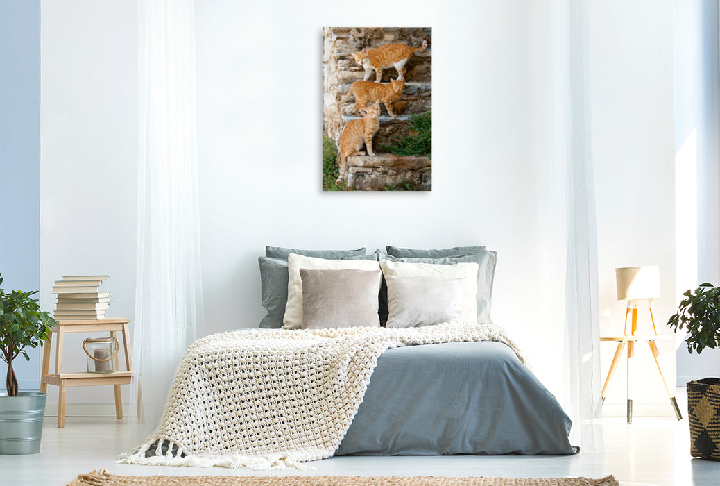 Premium Textil-Leinwand Premium Textil-Leinwand 80 cm x 120 cm  hoch Drei rotgetigerte Katzen auf einer Treppe