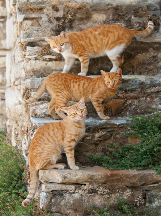 Drei rotgetigerte Katzen auf einer Treppe - CALVENDO Foto-Puzzle'