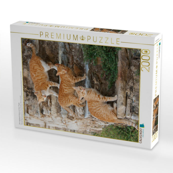 Drei rotgetigerte Katzen auf einer Treppe - CALVENDO Foto-Puzzle'