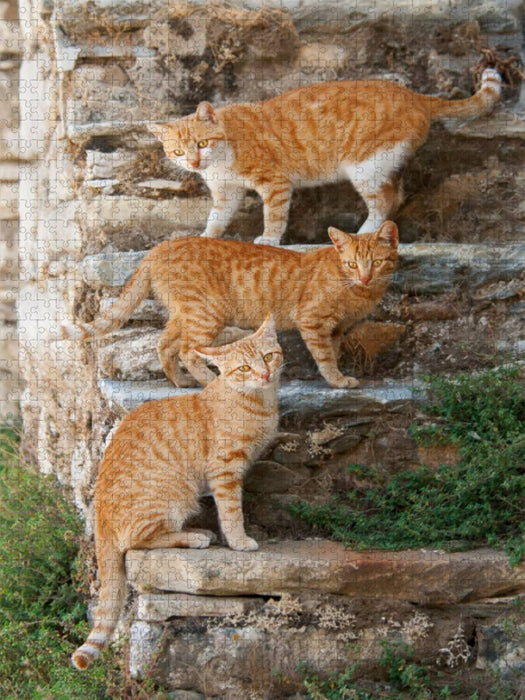 Drei rotgetigerte Katzen auf einer Treppe - CALVENDO Foto-Puzzle'