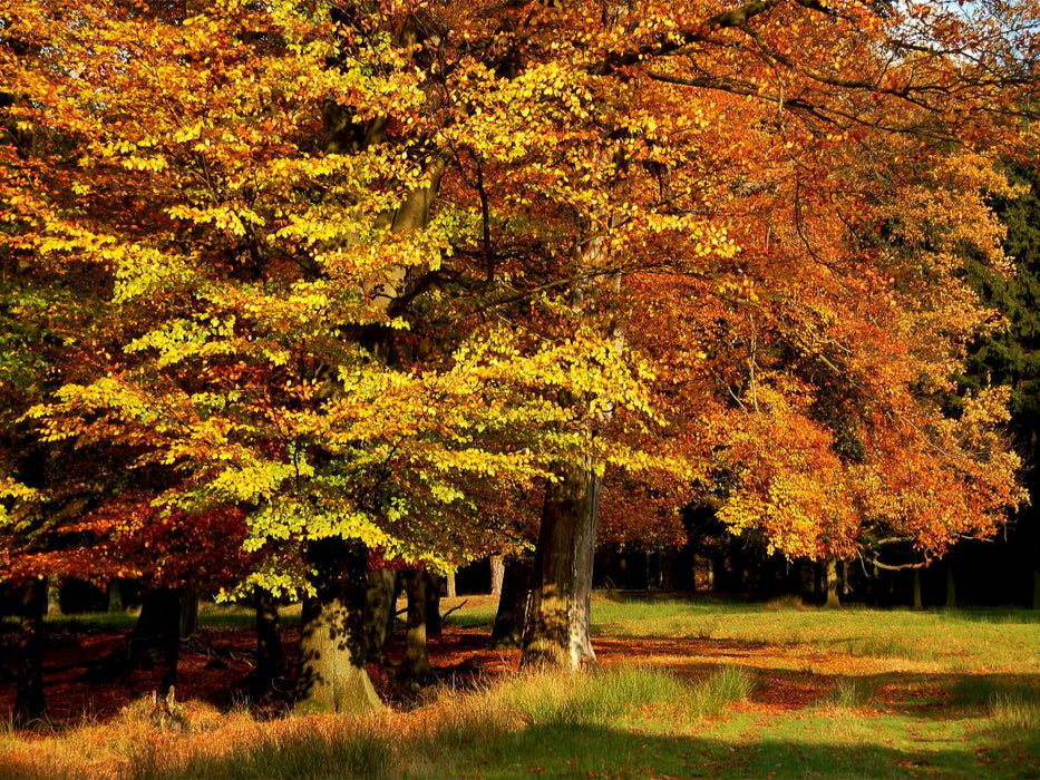 Wundervoller Herbst! Ein Motiv aus dem Kalender Jahresringe - Bäume als Wegbegleiter - CALVENDO Foto-Puzzle'