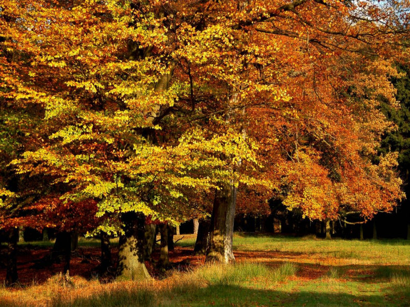 Wundervoller Herbst! Ein Motiv aus dem Kalender Jahresringe - Bäume als Wegbegleiter - CALVENDO Foto-Puzzle'