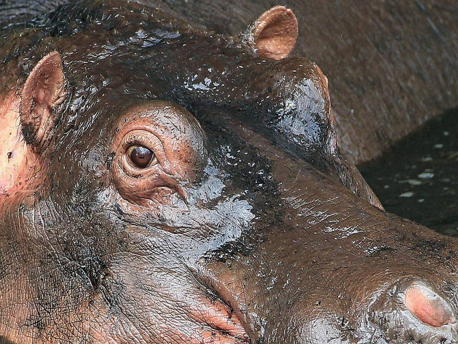 Flusspferde – Augen-Blick - CALVENDO Foto-Puzzle'