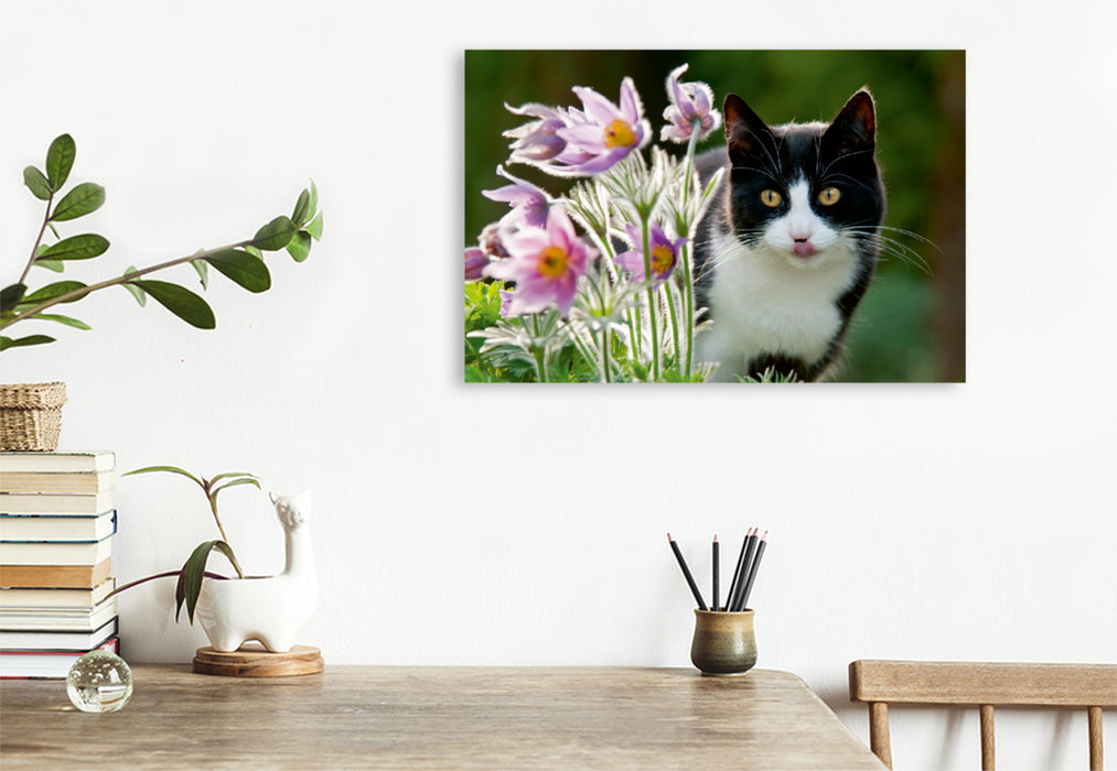 Premium Textil-Leinwand Premium Textil-Leinwand 120 cm x 80 cm quer Katze schaut neugierig durch Blüten der Küchenschellen