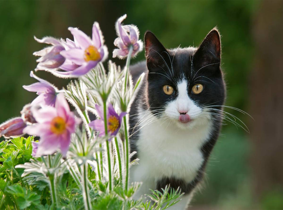 Katze schaut neugierig durch Blüten der Küchenschellen - CALVENDO Foto-Puzzle'