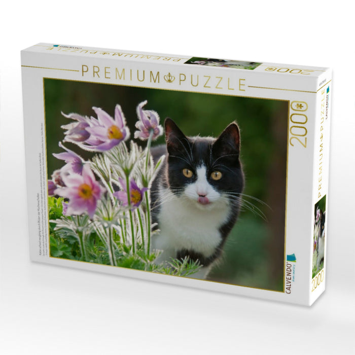 Katze schaut neugierig durch Blüten der Küchenschellen - CALVENDO Foto-Puzzle'