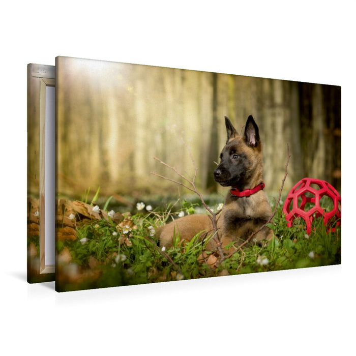 Premium Textil-Leinwand Ein Motiv aus dem Kalender Malinois Welpen entdecken die Welt