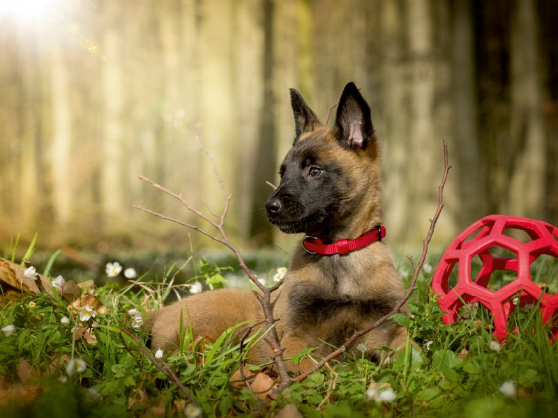 Jeune chien - Puzzle photo CALVENDO 