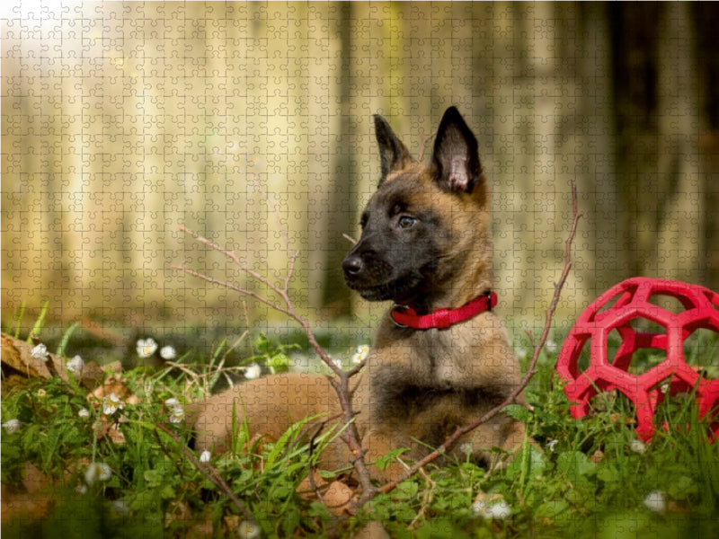 Jeune chien - Puzzle photo CALVENDO 