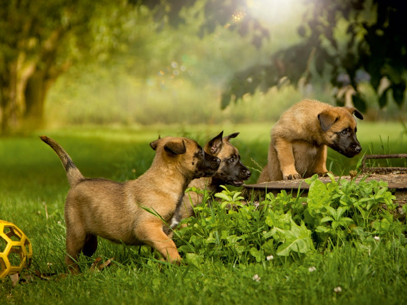 Dog children discover the world... - CALVENDO photo puzzle 