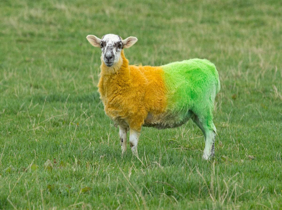 in den Farben Donegals angemaltes Schaf - CALVENDO Foto-Puzzle'