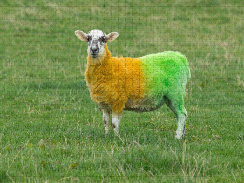 in den Farben Donegals angemaltes Schaf - CALVENDO Foto-Puzzle'