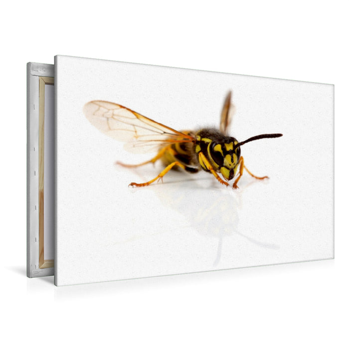 Premium Textil-Leinwand Wespe