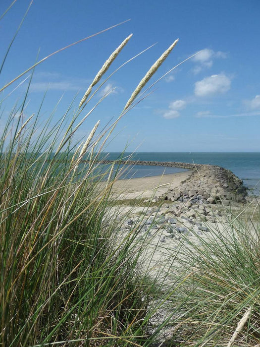 Blühender Strandhafer und Blick auf eine Buhne - CALVENDO Foto-Puzzle'