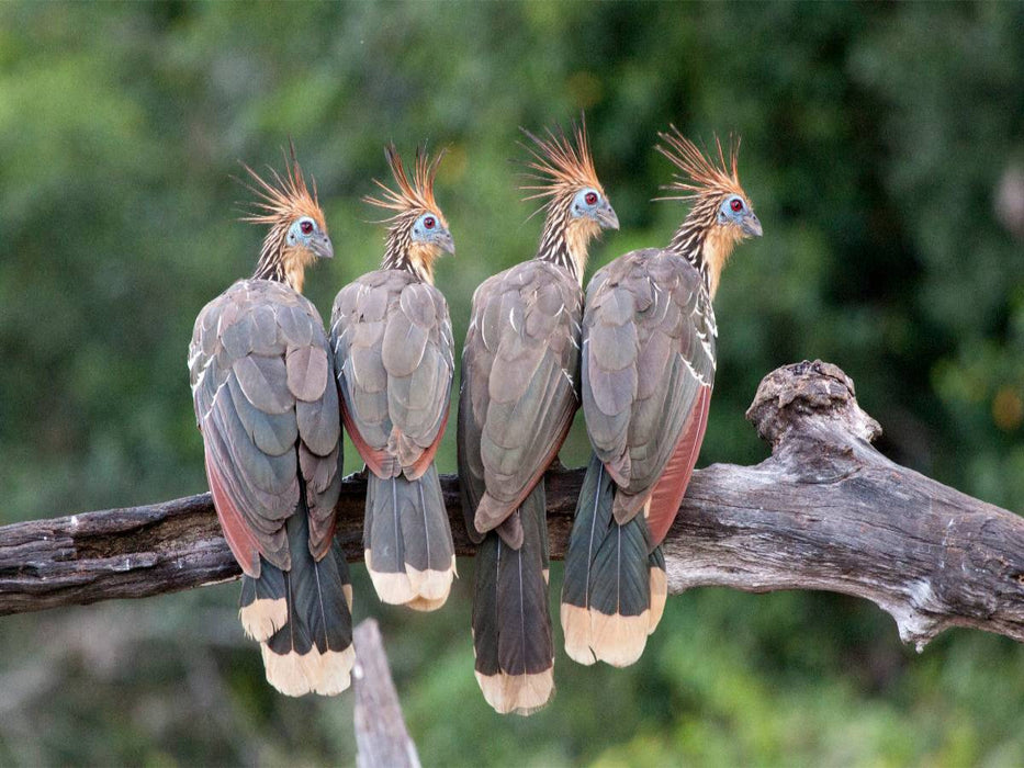 Hoatzins - CALVENDO Foto-Puzzle'