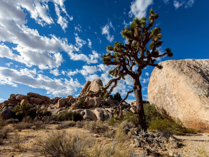 Joshua Tree Nationalpark, Kalifornien 1000 Teile Puzzle quer - CALVENDO Foto-Puzzle'