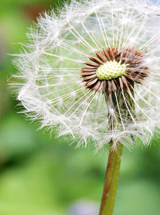Pusteblume - CALVENDO Foto-Puzzle'