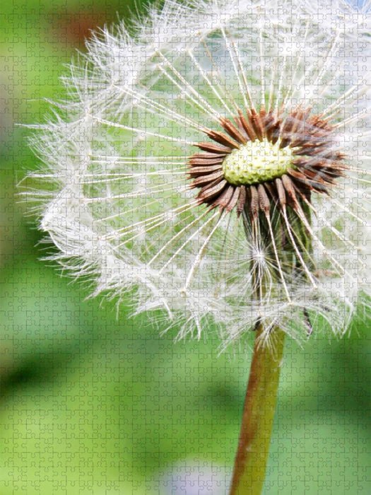 Pusteblume - CALVENDO Foto-Puzzle'