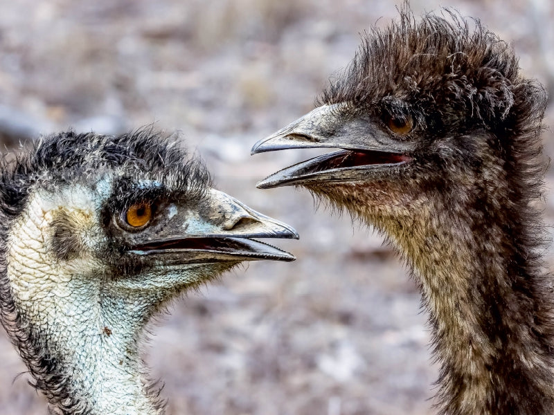 Emus in den  Mareeba Wetlands 1000 Teile Puzzle quer - CALVENDO Foto-Puzzle'
