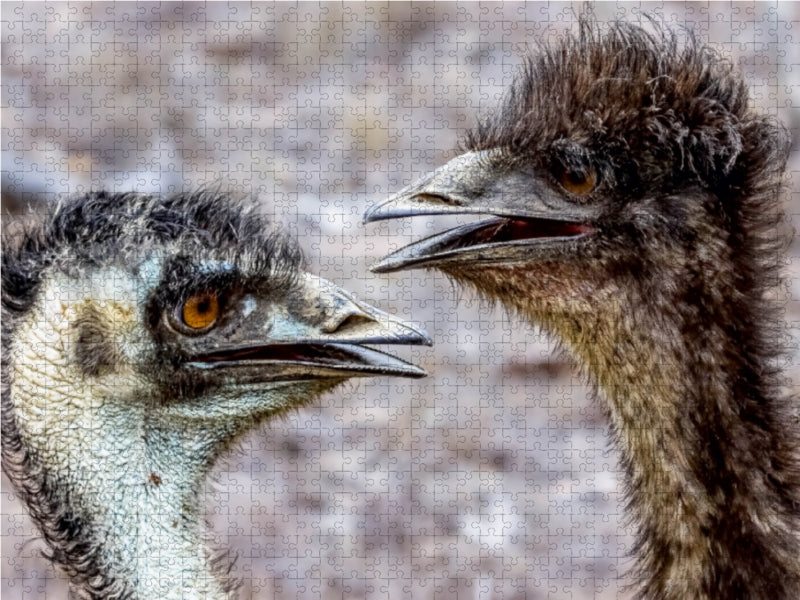 Emus in den  Mareeba Wetlands 1000 Teile Puzzle quer - CALVENDO Foto-Puzzle'