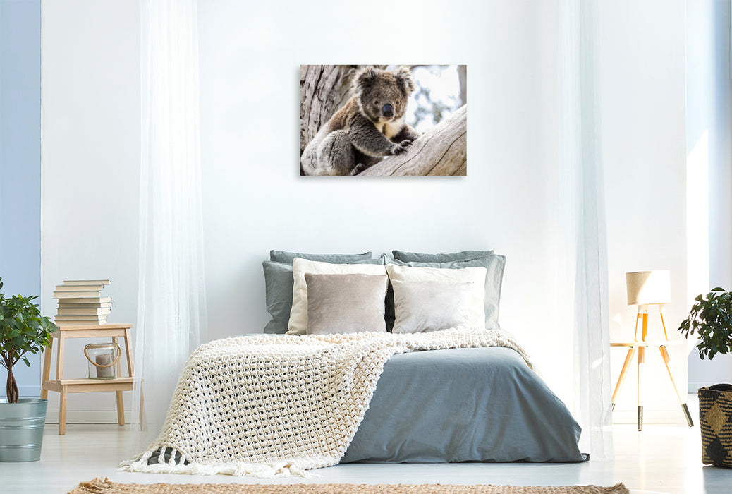Premium Textil-Leinwand Premium Textil-Leinwand 120 cm x 80 cm quer Koala  im Eukalyptusbaum