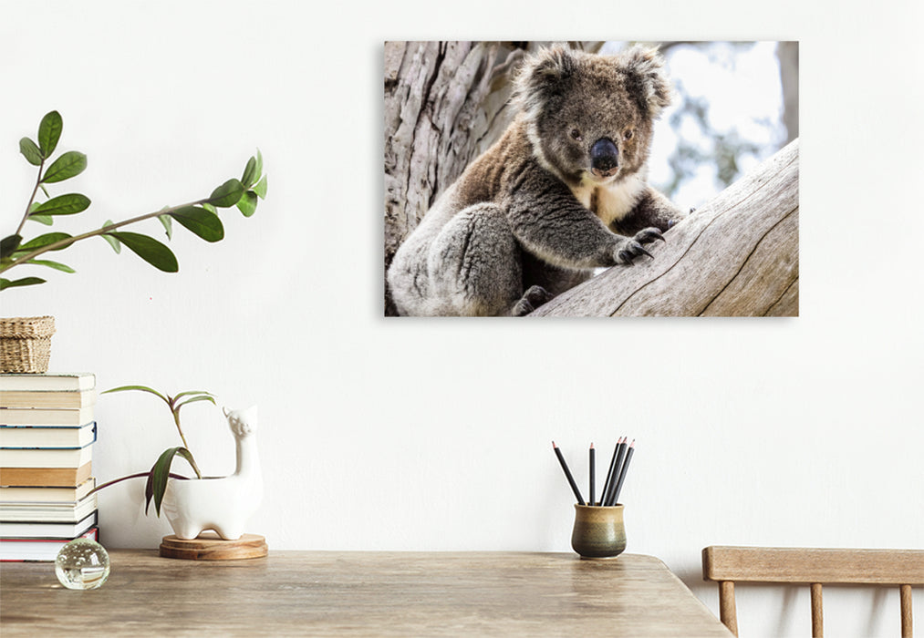 Premium Textil-Leinwand Premium Textil-Leinwand 120 cm x 80 cm quer Koala  im Eukalyptusbaum