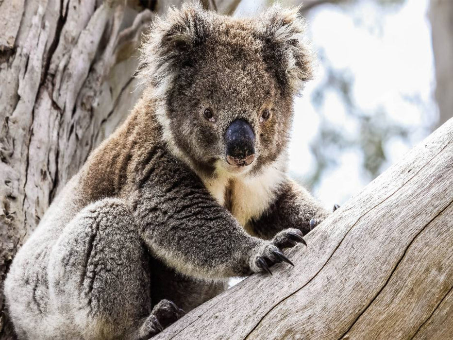 Koala im Eukalyptusbaum - CALVENDO Foto-Puzzle'