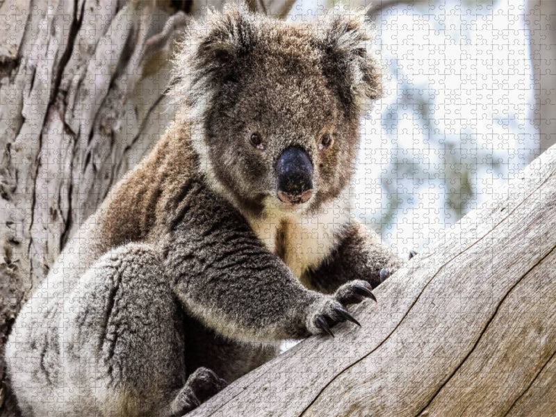 Koala im Eukalyptusbaum - CALVENDO Foto-Puzzle'