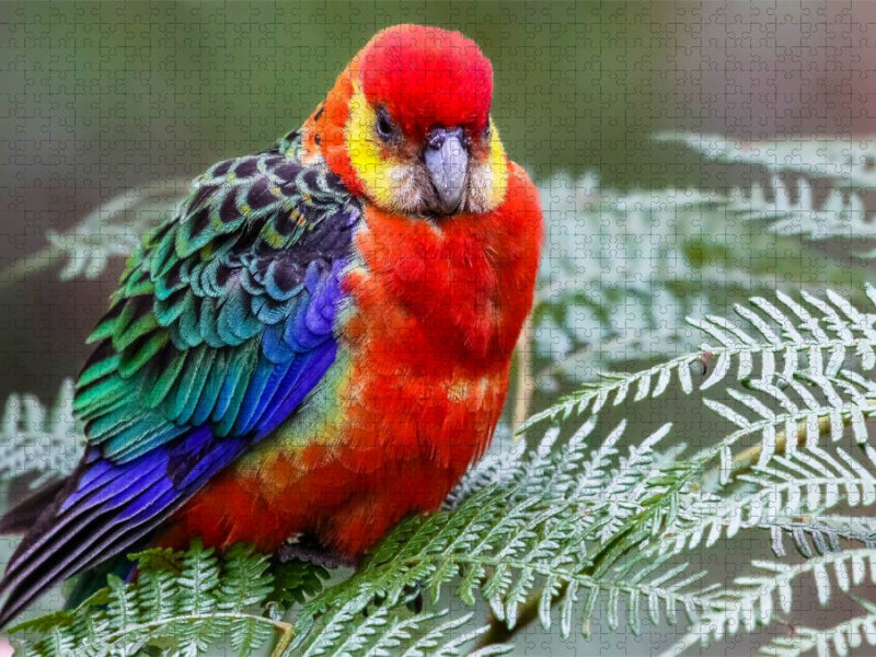 Western Rosella - CALVENDO Foto-Puzzle'