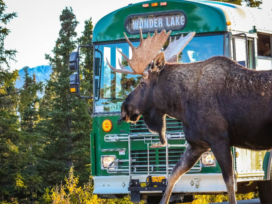 Elchbulle im Denali National Park - CALVENDO Foto-Puzzle'