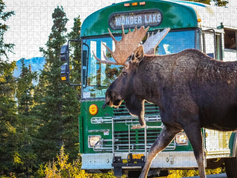 Elchbulle im Denali National Park - CALVENDO Foto-Puzzle'