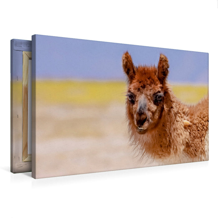 Premium Textil-Leinwand Lama