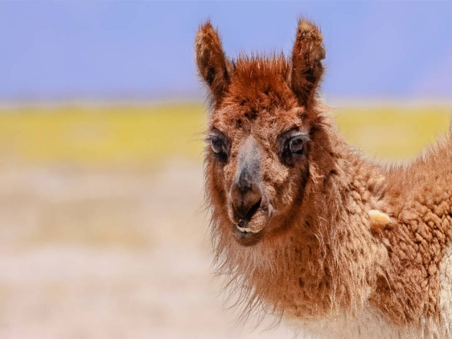 Lama - CALVENDO Foto-Puzzle'