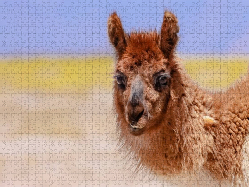 Lama - CALVENDO Foto-Puzzle'