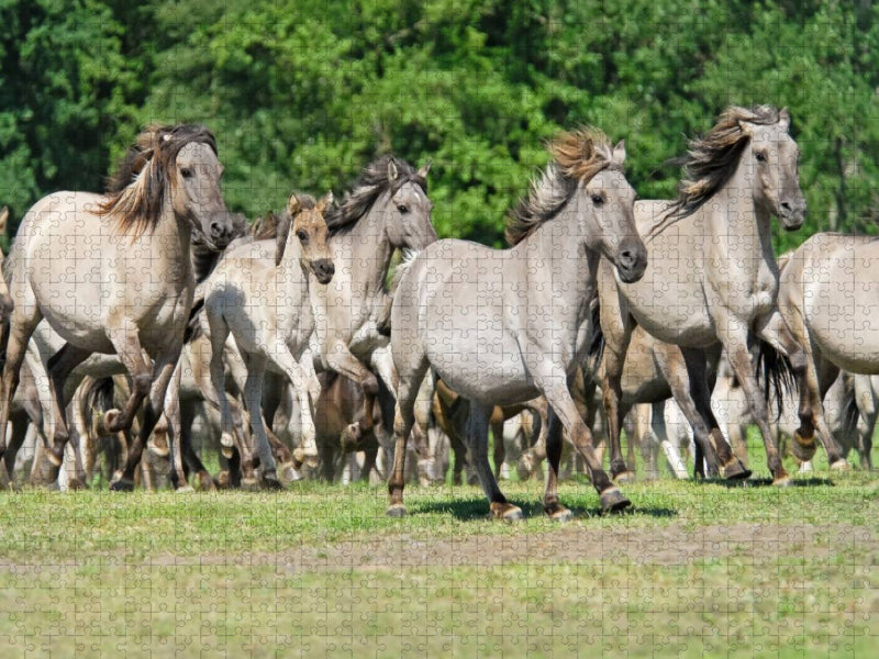 Galoppierende Herde Dülmener Wildpferde - CALVENDO Foto-Puzzle'