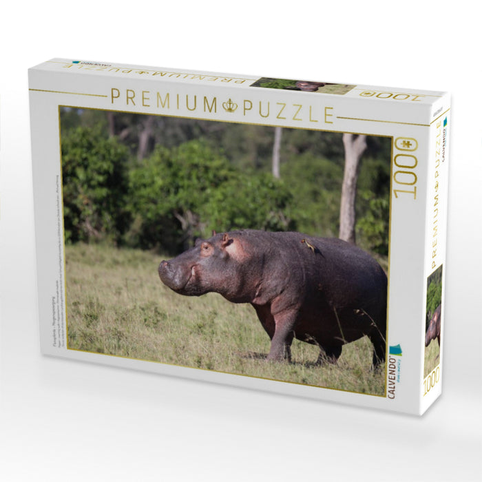 Flusspferde – Morgenspaziergang - CALVENDO Foto-Puzzle'