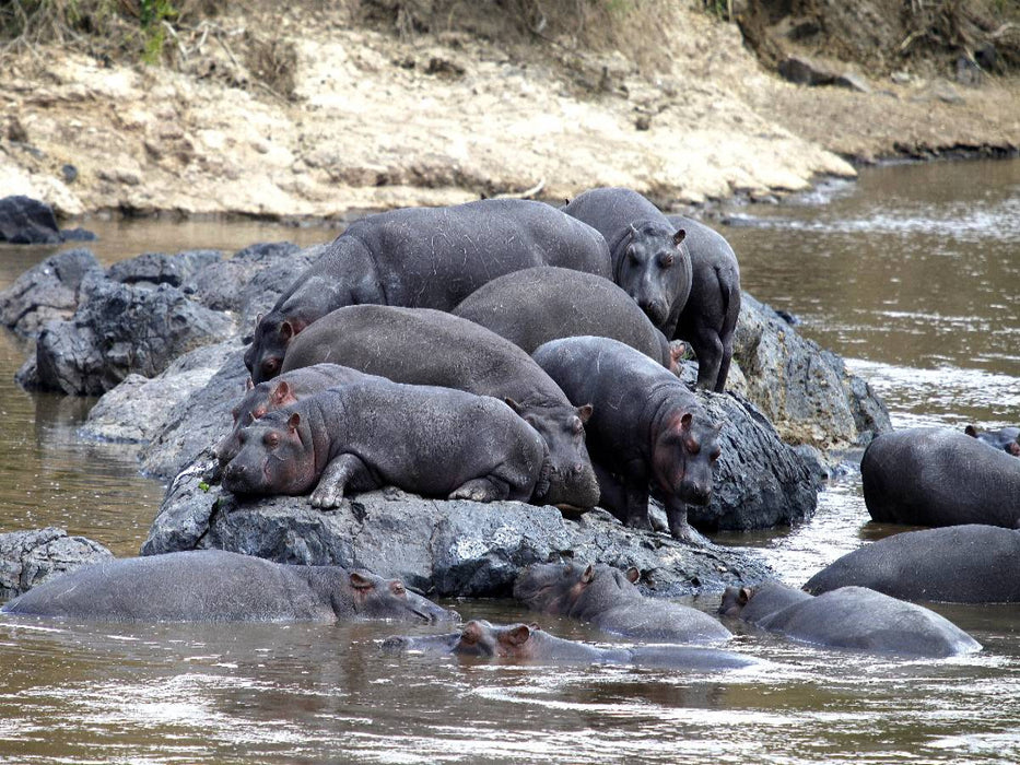 Flusspferde – felsiger Rastplatz - CALVENDO Foto-Puzzle'