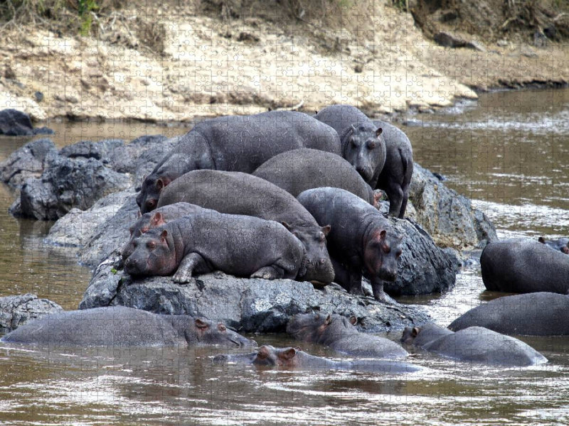 Flusspferde – felsiger Rastplatz - CALVENDO Foto-Puzzle'