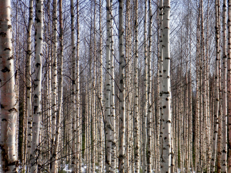 Finnland Birkenwald 1000 Teile Puzzle quer - CALVENDO Foto-Puzzle'