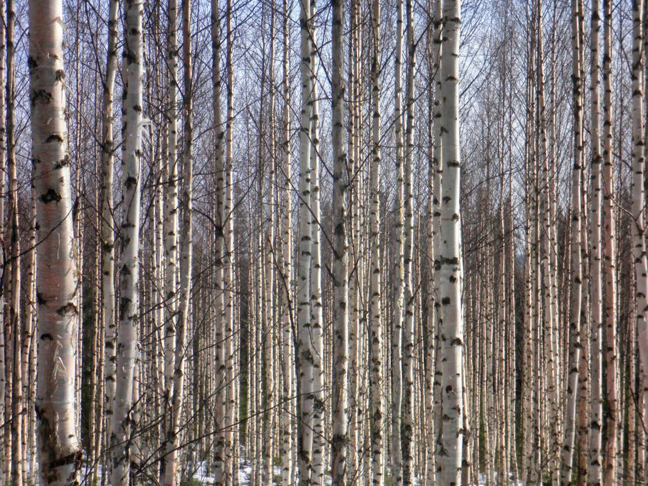 Finnland Birkenwald - CALVENDO Foto-Puzzle'